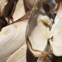 not clam chowder